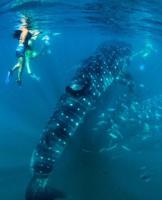 Snorkeling with whale sharks in La Paz Mexico