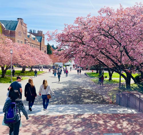 University of Washington is one of the most beautiful campuses every season from Spring to Fall.