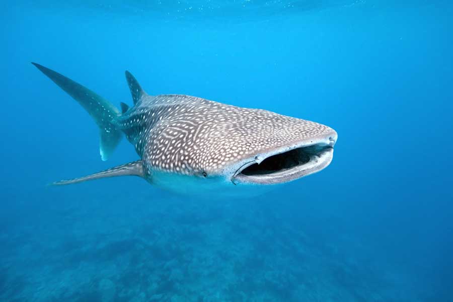 Whale sharks in the Sea of Cortez