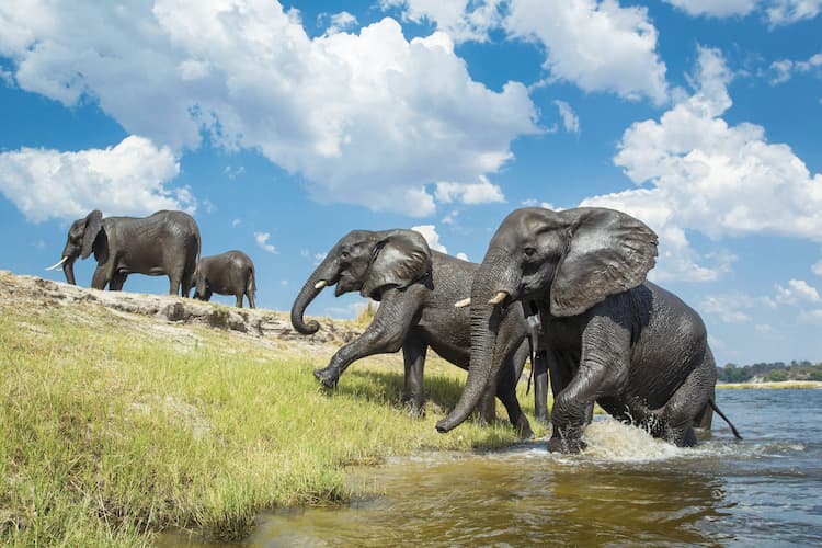 Elephants emerge from Chobe River. Photo courtesy of Chobe Game Lodge