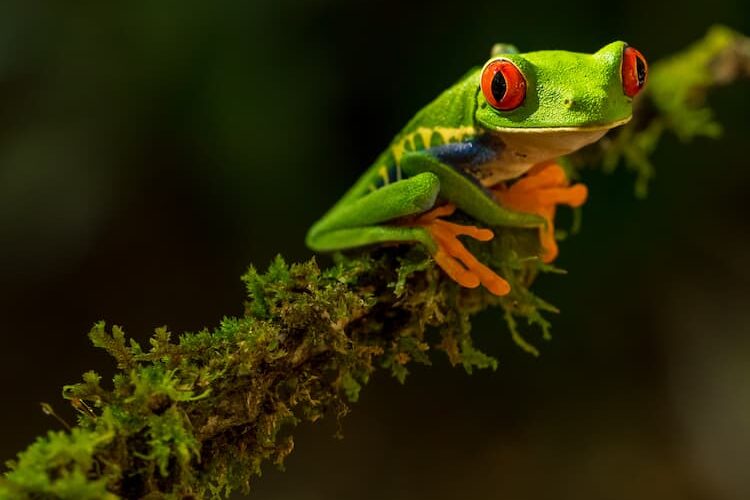 Frog in Costa Rica. Photo by Zdenek Machacek, Unsplash