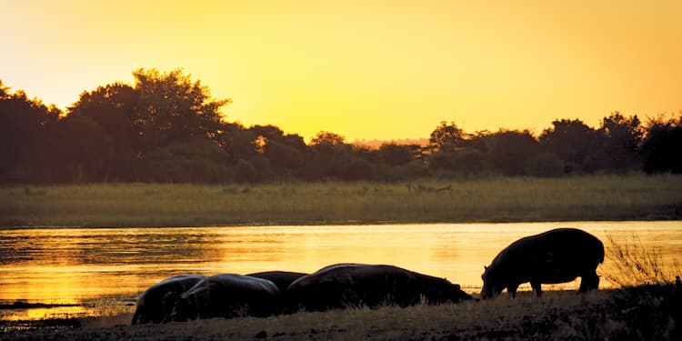 Hippos on Chobe River. Photo courtesy of Chobe Game Lodge