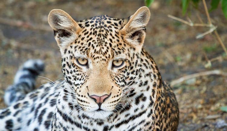 Leopard in Chobe National Park. Photo courtesy of Chobe Game Lodge