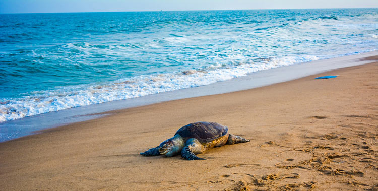 Olive Ridley Turtle sighting