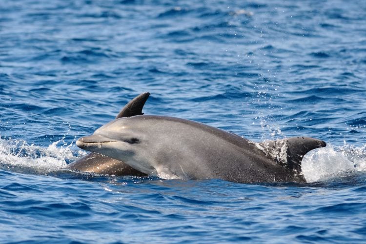 Dolphins at play
