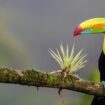 Toucan in Costa Rica. Photo by Zdenek Machacek, Unsplash