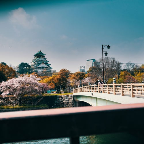 Bridge and cherry blossoms in Japan. 
