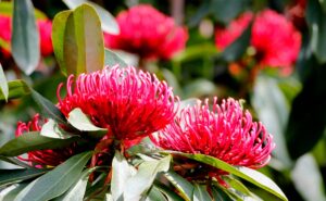 Sydney’s Best Gardens