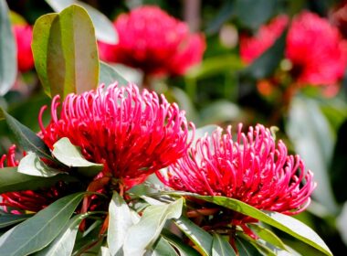 Blue mountains gardens in sydney