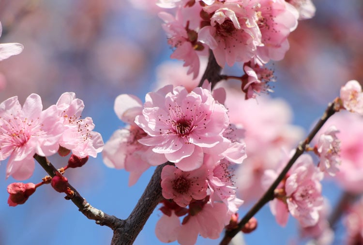 Cherry blossoms at Auburn Botanical Garden. Photo by Ayan Adak