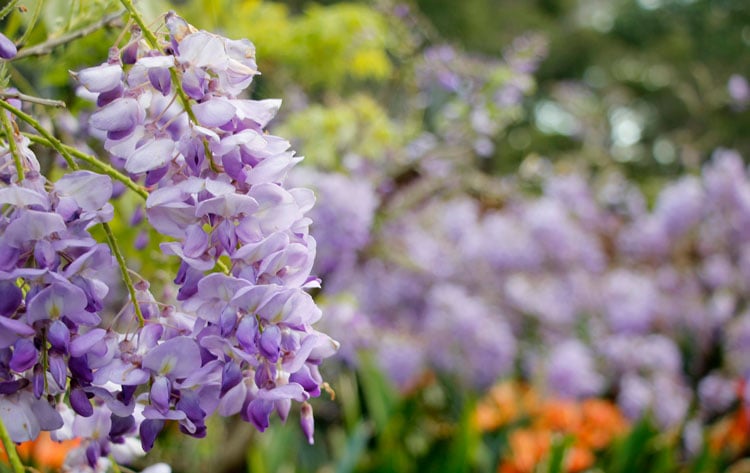 Wisterias at Parramatta Park. Photo by Ayan Adak