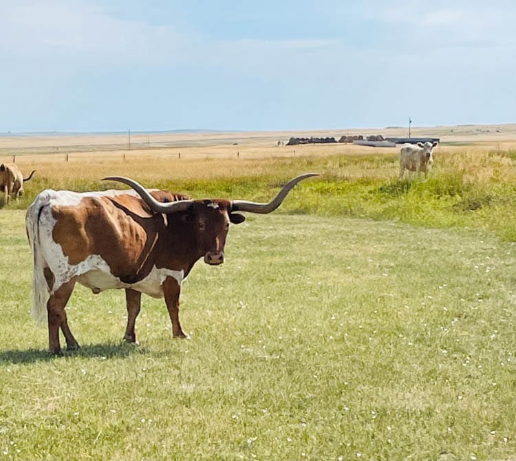 Our Heritage Guest Ranch will discover the homestead set near the Badlands is a working cattle ranch