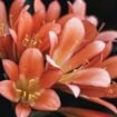 Flowers in Sydney, Pinterest.