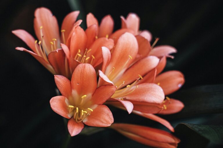 Flowers in Sydney. Photo by Gilberto Olimpio, Pexels