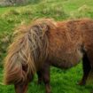 SHETLAND SCOTLAND