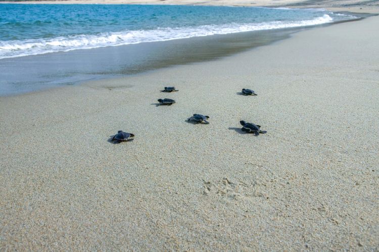 Baby sea turtles heading out to sea