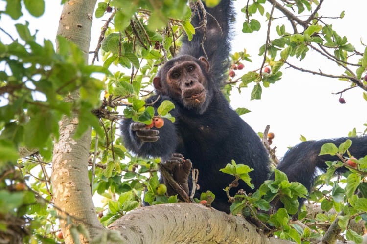 Chimp having a fruit snack 
