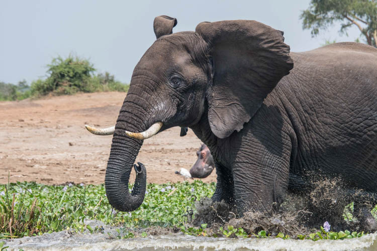 African elephant