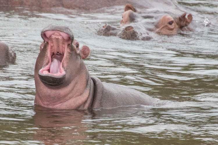 Hippos in the water are part of wildlife in Uganda