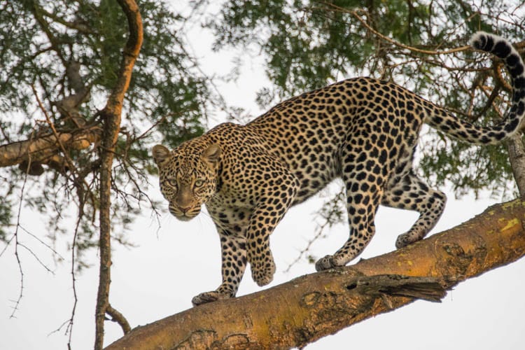 Leopard in a tree. 