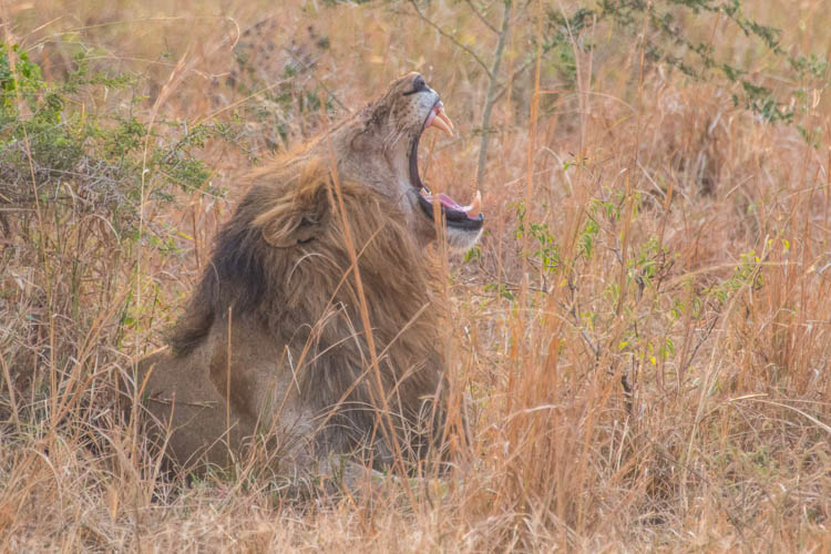 Yawning lion laying in the grass.