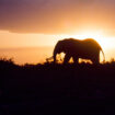 Elephant at sunset in Uganda