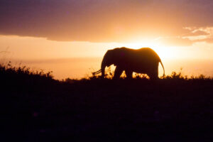 Wildlife in Uganda: Reflections of Change in the Last Half-Century