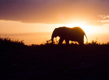 Elephant at sunset in Uganda