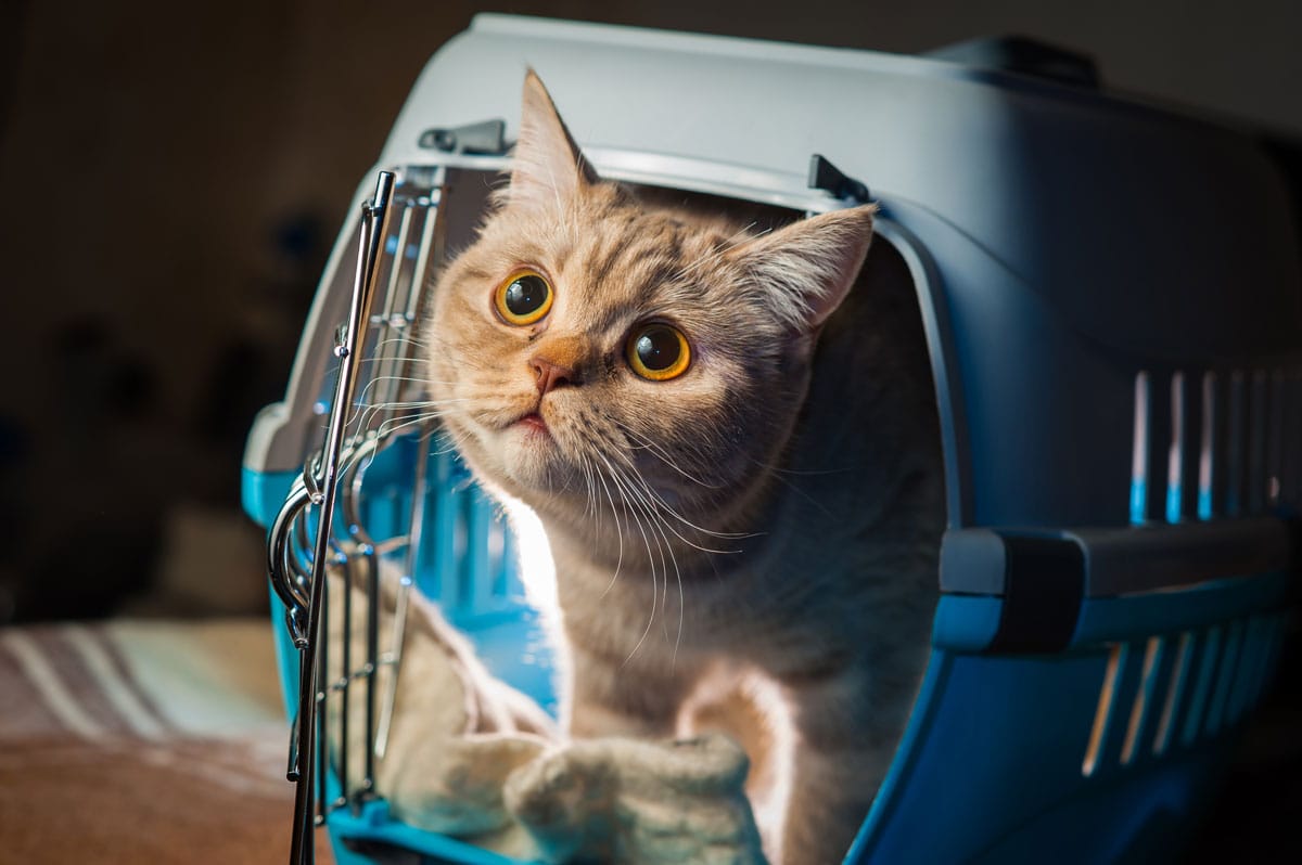 Travel with cat