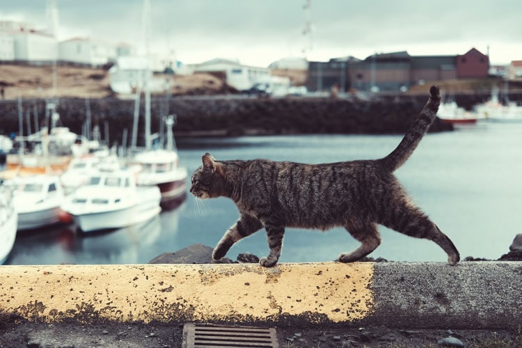 Have your cat explore with you. Photo credit Unsplash