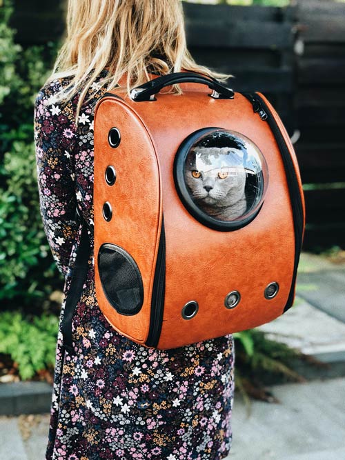 Find a fun cat carrier. Photo credit Unsplash