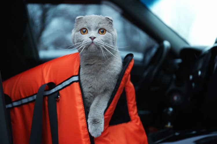 Traveling with a cat in your car. Photo credit Adobe