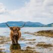 Highland cattle on the Shetland Islands of Scotland