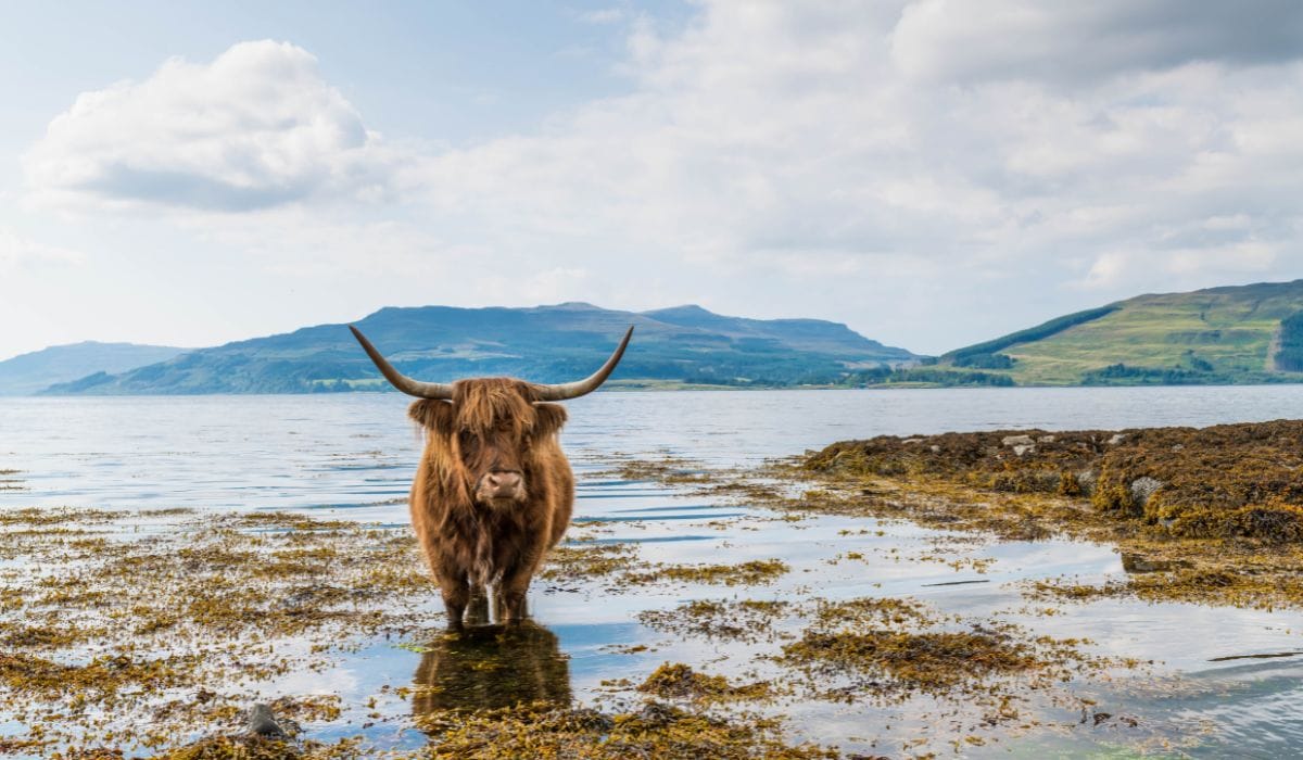 Highland cattle on the Shetland Islands of Scotland