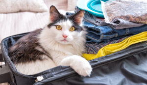 How To Travel With a Cat And Not Go Insane