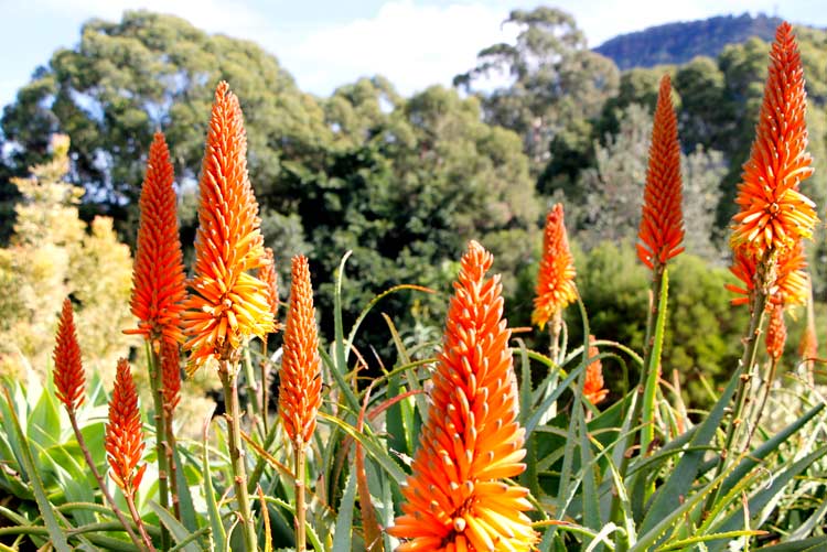 Bunga di Kebun Raya Wollongong.  Foto oleh Ayan Adak