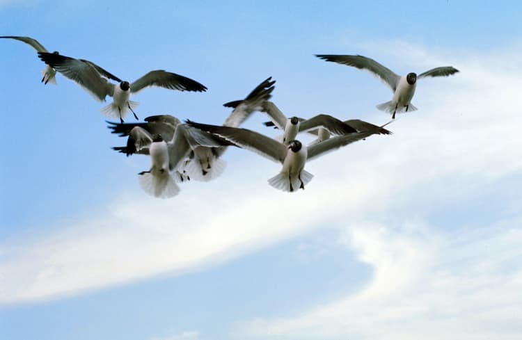 Birds over Galveston, Texas. Photo by Paul Johnston, Unsplash