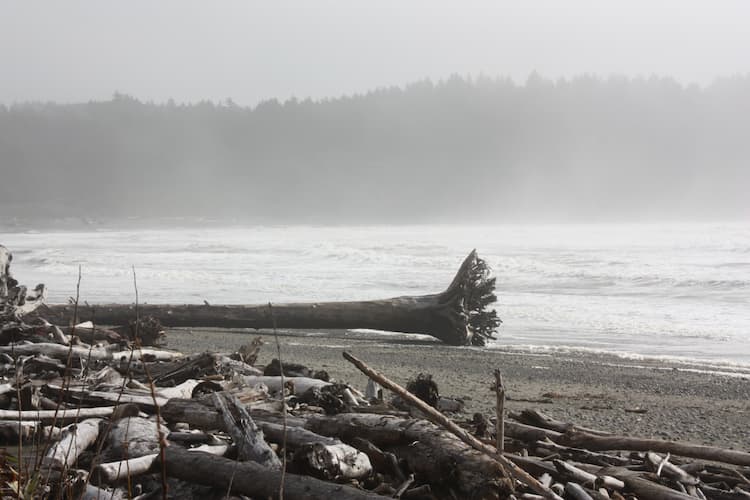 Pohon tumbang di First Beach, La Push.  Foto oleh Jerry Olivas