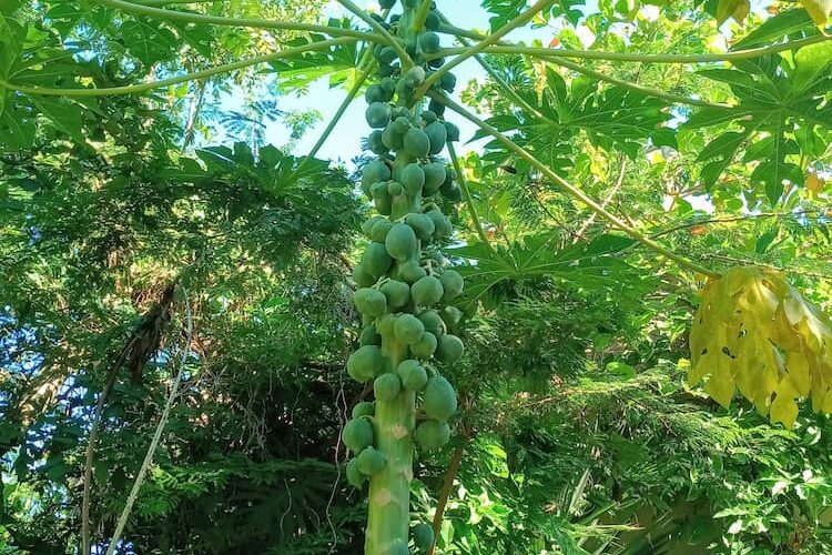 Growing papayas. Photo by Sandy Page