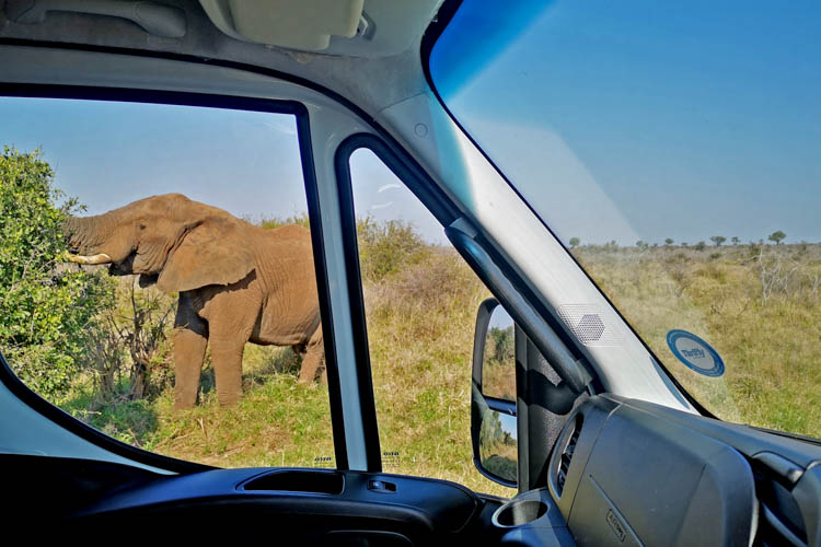 Watching an elephant through the window of our motorhome