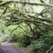 Lush vegetation on Quinault Rain Forrest Trail. Photo by Jerry Olivas