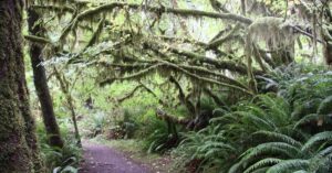 “Take a Hike” in the Olympic National Park