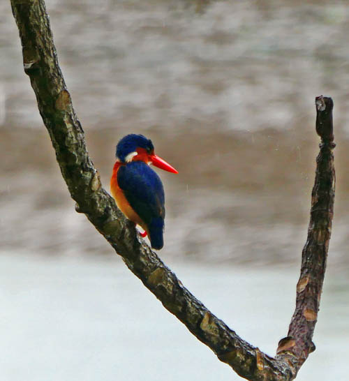 Malachite Kingfisher