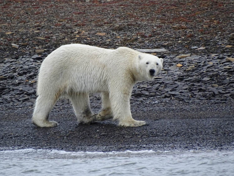 Polar Bear