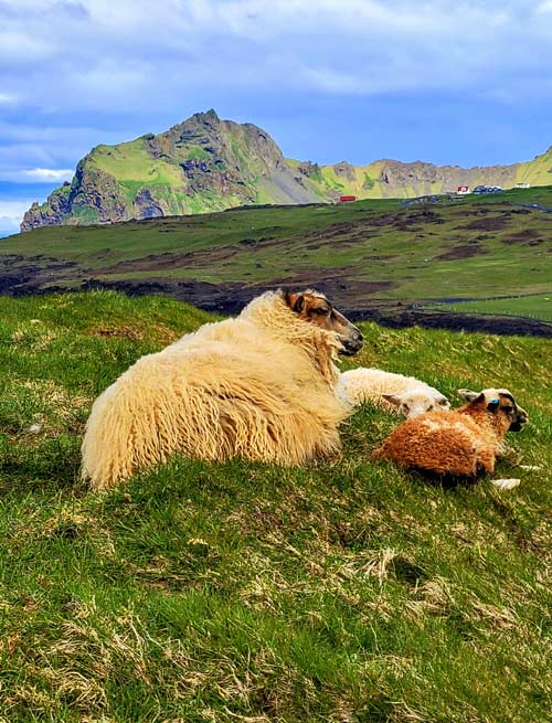 Sheep on Westmann Islands, Iceland