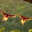 Costa Rica Scalet Macaws
