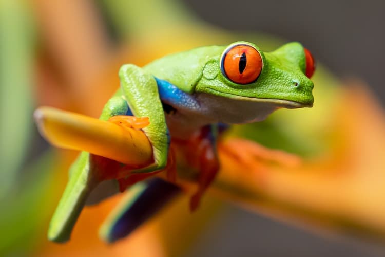 Frog in La Paz, Costa Rica. Photo by Stephanie Leblanc, Unsplash