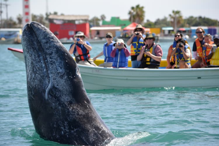Grey whale next to Baja boat tour. Photo courtesy of Uncruises