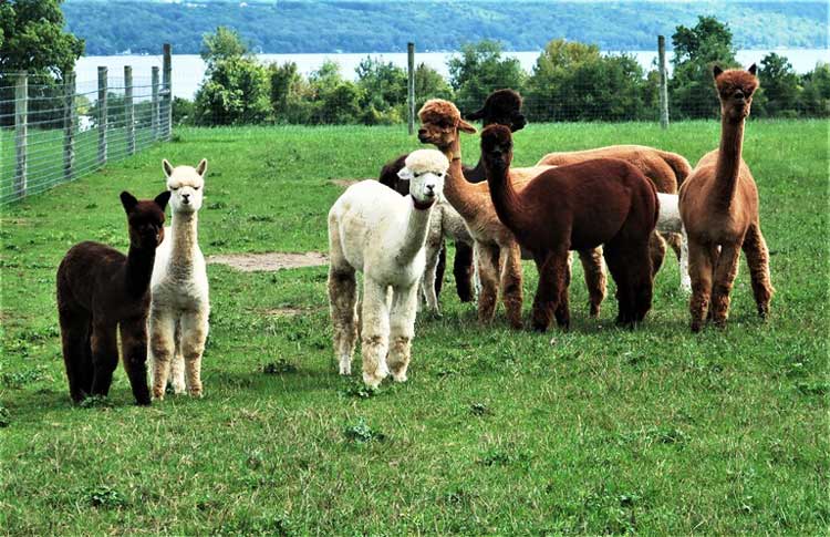 The Alpacas at Ithaca, NY’s Cabin View Farm are a delight to watch. Photo by Victor Block