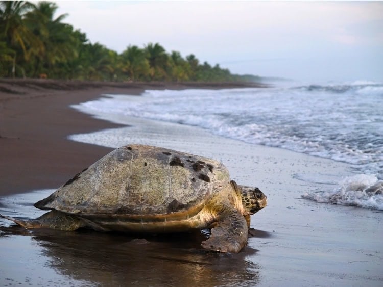 Sea turtle in Tortuguero National Park, Costa Rica. Photo by jarnogz via Canva